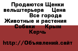 Продаются Щенки вельштерьера  › Цена ­ 27 000 - Все города Животные и растения » Собаки   . Крым,Керчь